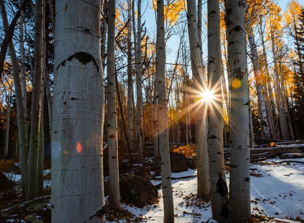 a closeup of golden aspens with the sun shining through in a hiking area near humphreys peak