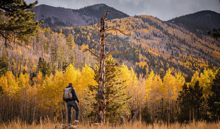 a hiker next to a dead tree with looking towards a field of golden aspens with mount elden in the background